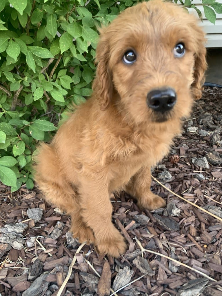 Gray Collar, a Goldendoodle tested with EmbarkVet.com