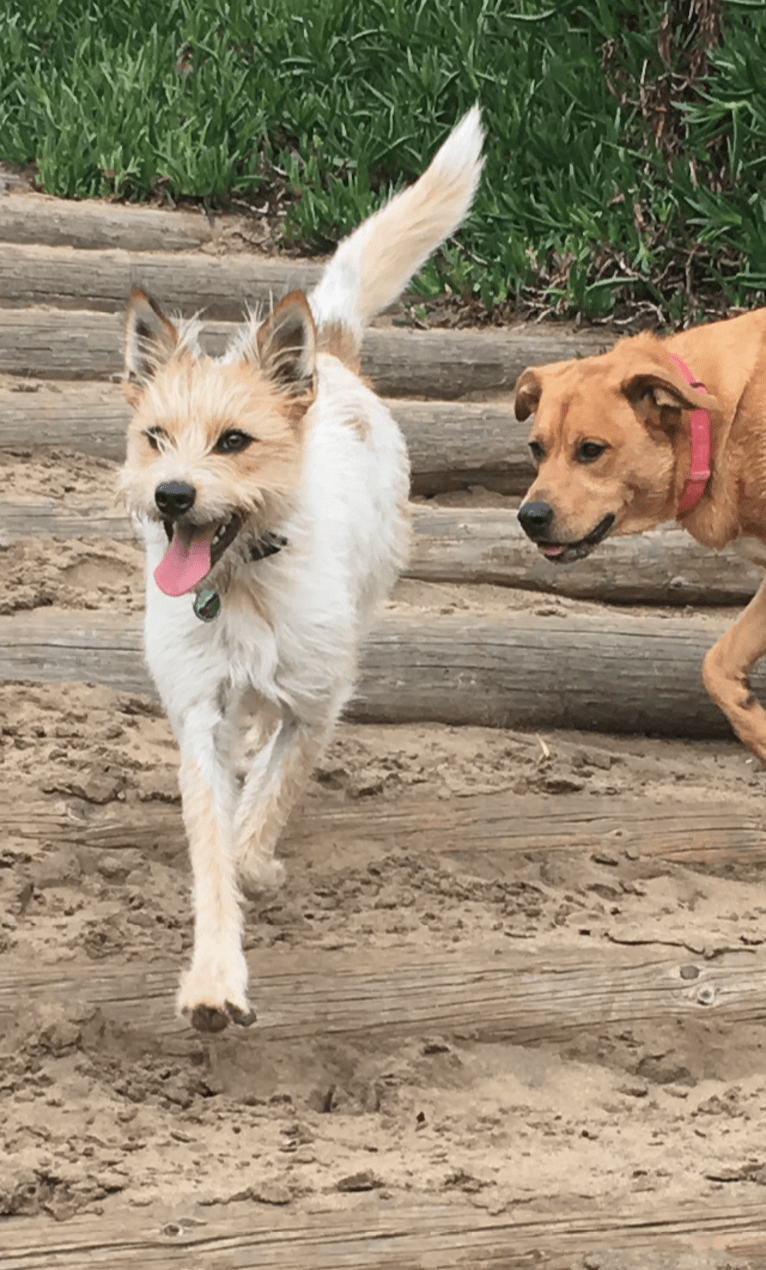 Fela Jean, a Border Collie and Australian Cattle Dog mix tested with EmbarkVet.com