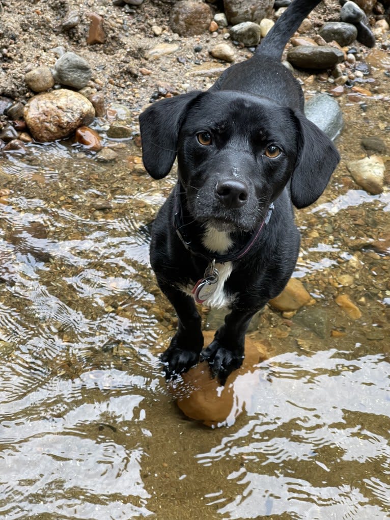 Millie, an American Pit Bull Terrier and Chihuahua mix tested with EmbarkVet.com