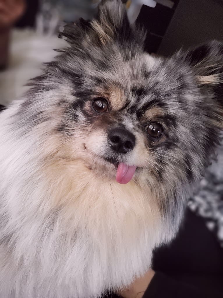 Fred, a Pomeranian and Pekingese mix tested with EmbarkVet.com