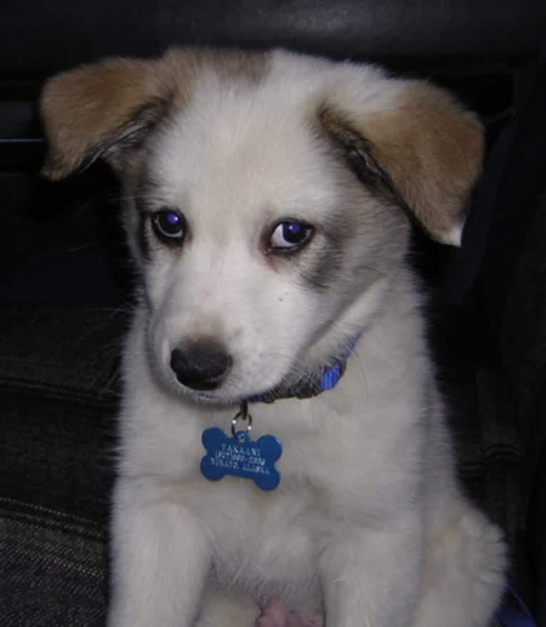 Buddy, an American Eskimo Dog and Norwegian Elkhound mix tested with EmbarkVet.com