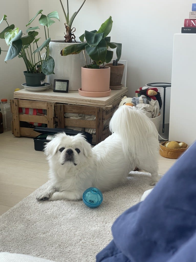 Almond, a Pekingese tested with EmbarkVet.com