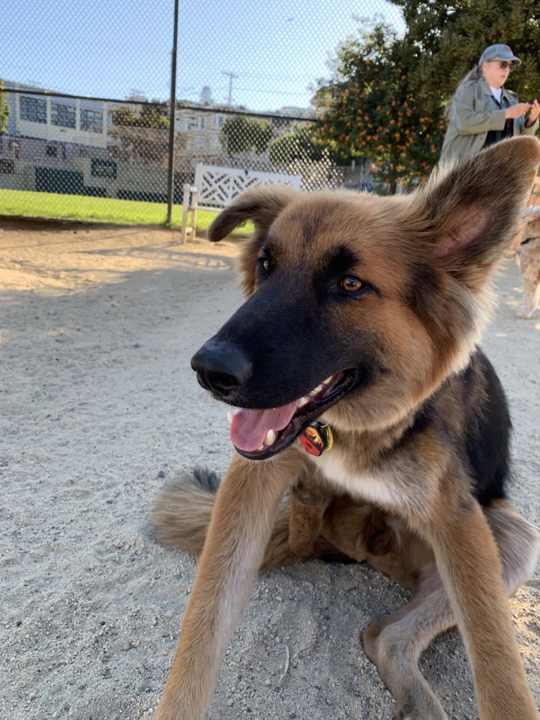 Lobo, a German Shepherd Dog and Siberian Husky mix tested with EmbarkVet.com