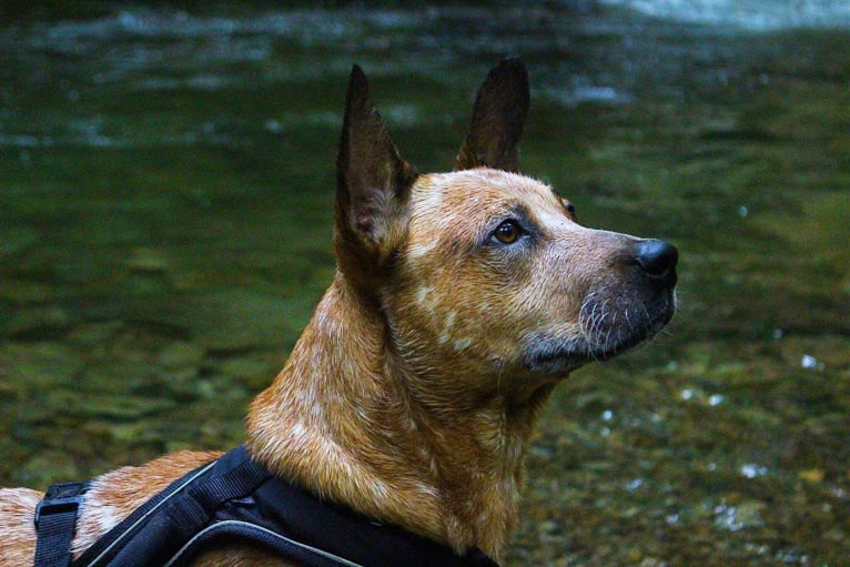 Frost, an Australian Cattle Dog tested with EmbarkVet.com