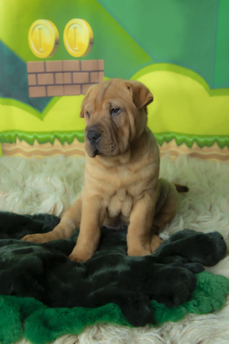 Biggie Small, a Chinese Shar-Pei tested with EmbarkVet.com