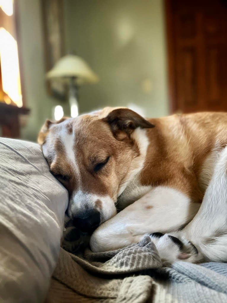 Mabel, an Australian Cattle Dog and Chow Chow mix tested with EmbarkVet.com