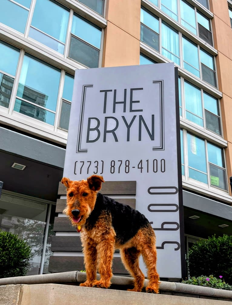 BRYN, a Welsh Terrier tested with EmbarkVet.com