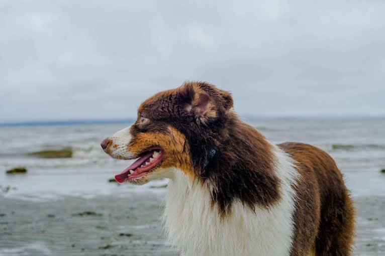 Klutch, an Australian Shepherd tested with EmbarkVet.com