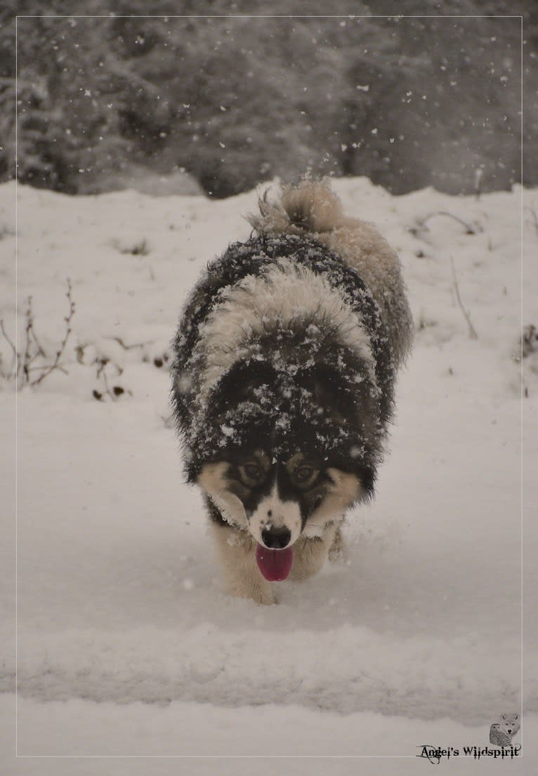 Olwyn, a Yakutian Laika tested with EmbarkVet.com