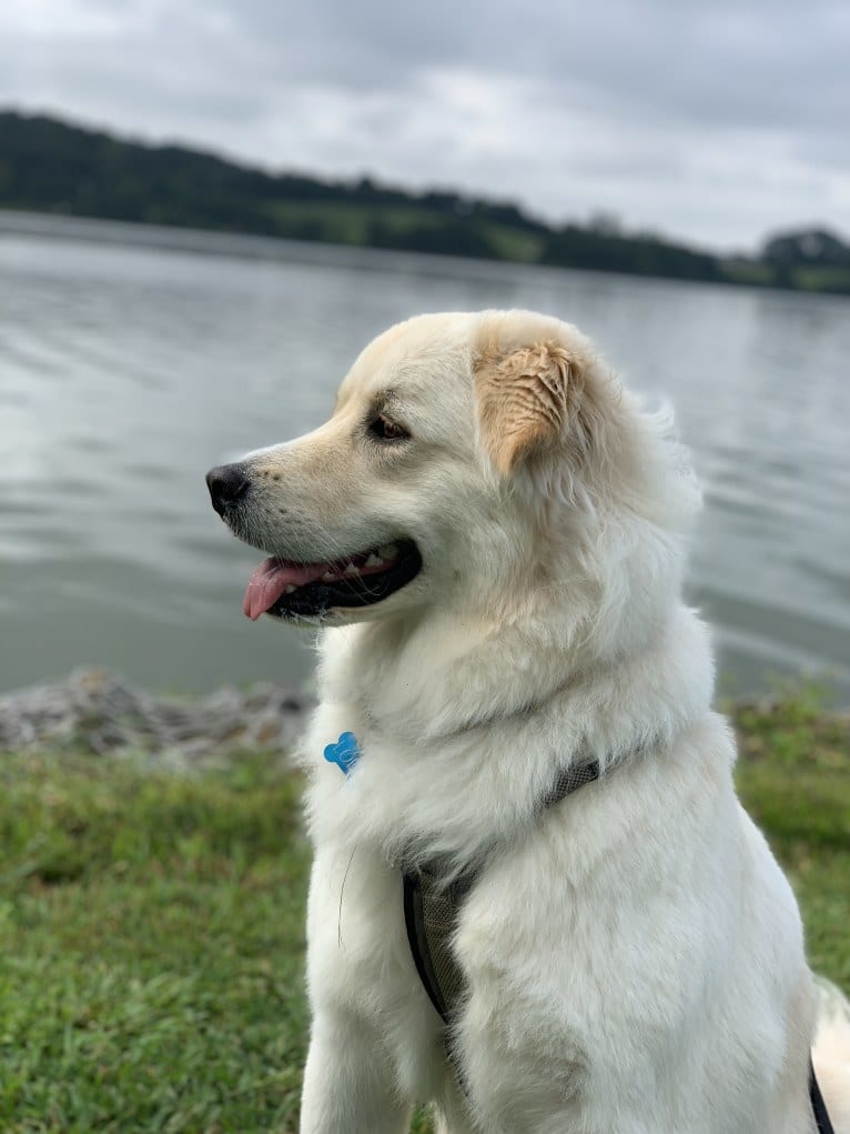 Lola, a Great Pyrenees and Rottweiler mix tested with EmbarkVet.com