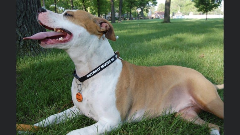 Samantha, an American Pit Bull Terrier tested with EmbarkVet.com