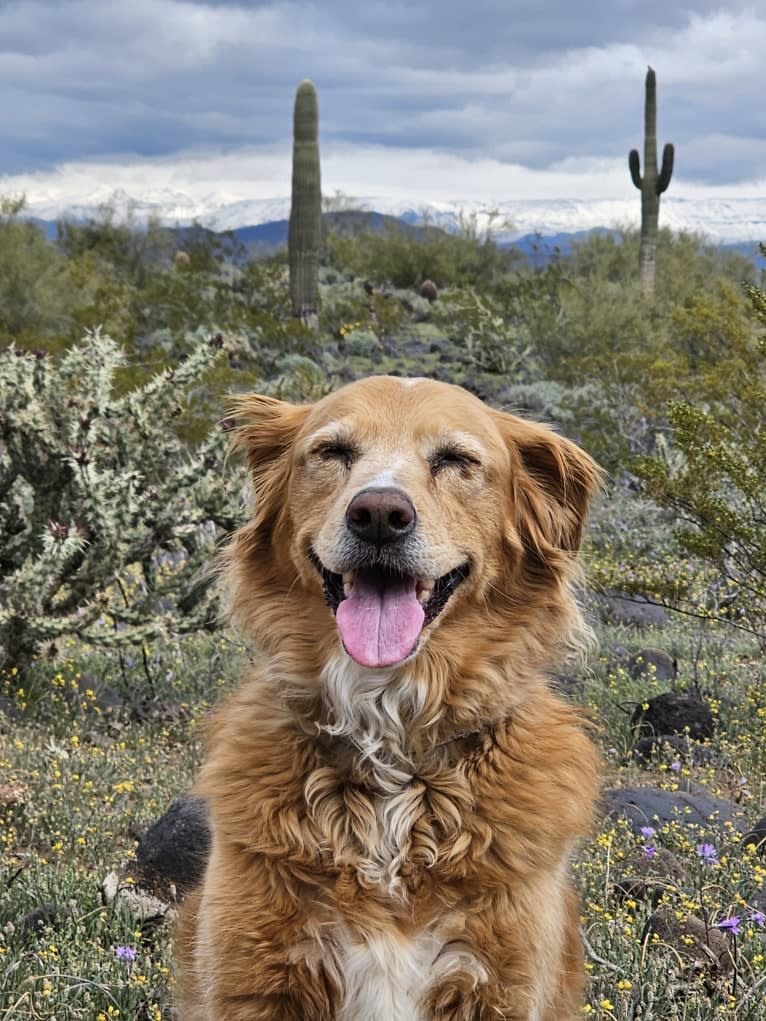 Roxy, a Chow Chow and American Pit Bull Terrier mix tested with EmbarkVet.com
