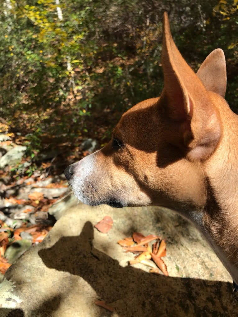 Safú, an African Village Dog tested with EmbarkVet.com