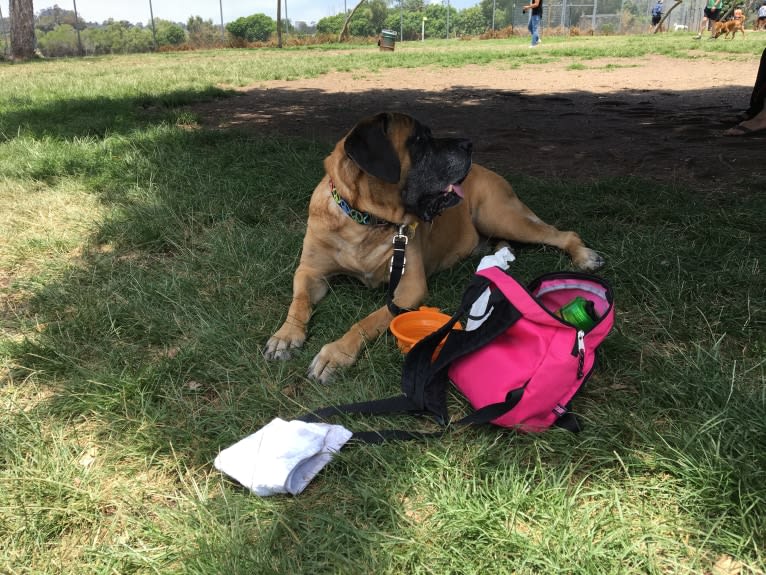 Charlie Brown, a Mastiff tested with EmbarkVet.com