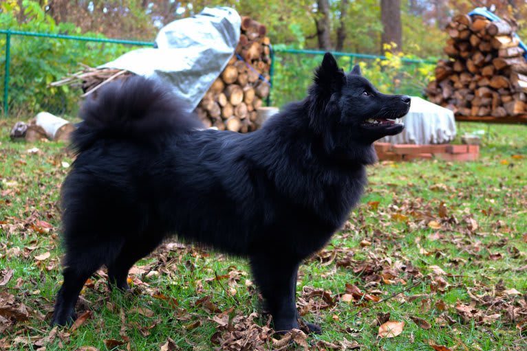 Tala, a Swedish Lapphund tested with EmbarkVet.com