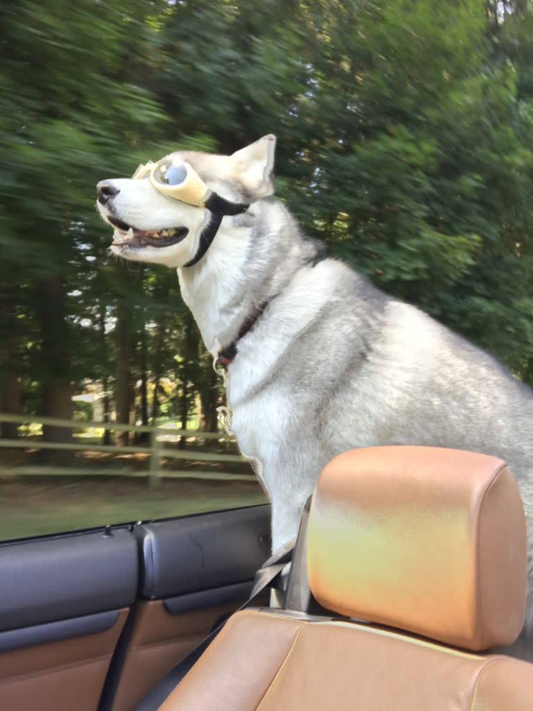 Loki, a Siberian Husky tested with EmbarkVet.com