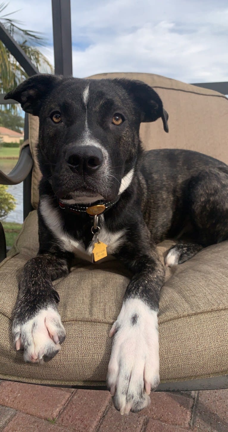 Leo, an American Pit Bull Terrier and American Staffordshire Terrier mix tested with EmbarkVet.com