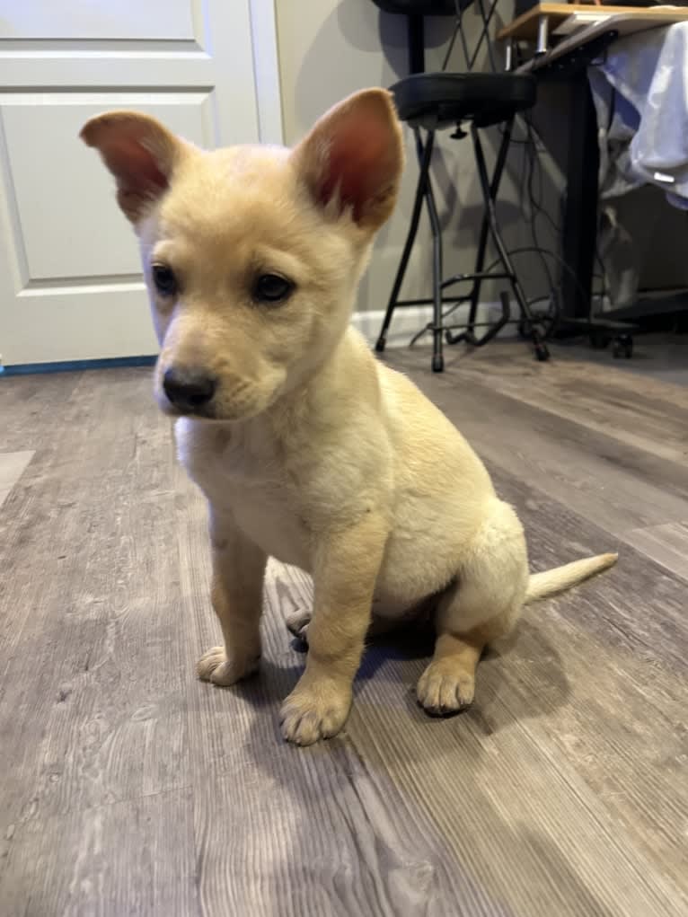 Junie B. Jones, a German Shepherd Dog and Australian Cattle Dog mix tested with EmbarkVet.com