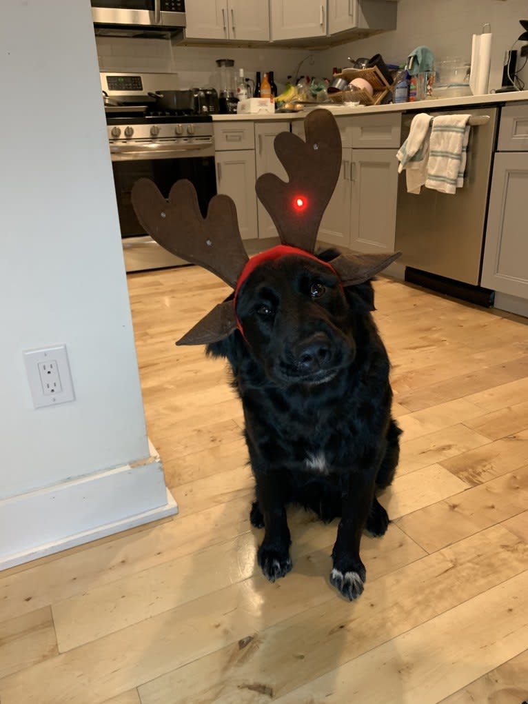 Mason, a Great Pyrenees and Labrador Retriever mix tested with EmbarkVet.com