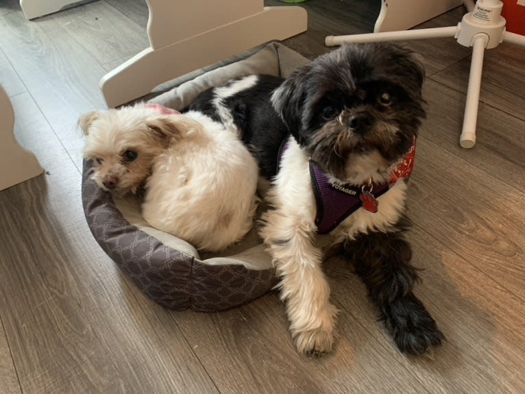 DAJ, a Shih Tzu tested with EmbarkVet.com