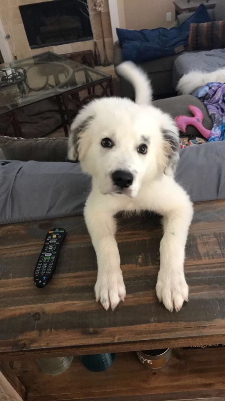 Wally, a Great Pyrenees tested with EmbarkVet.com