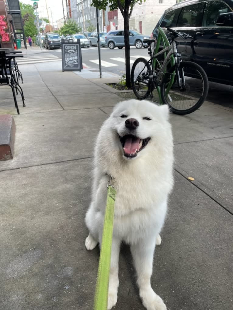 Acetone, a Samoyed tested with EmbarkVet.com