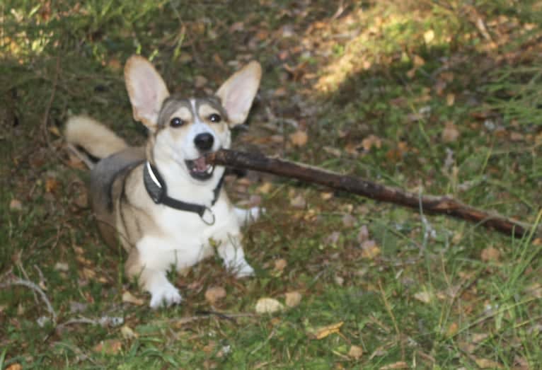 Bella, an Eastern European Village Dog tested with EmbarkVet.com