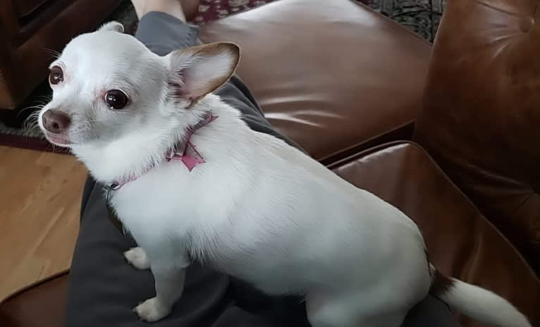 Photo of Hannah Joy, a Chihuahua, Papillon, and Poodle (Small) mix in Minnesota, USA