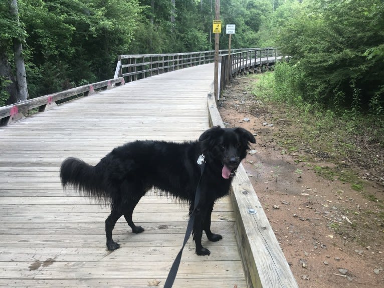 Ranger, a Labrador Retriever and Golden Retriever mix tested with EmbarkVet.com