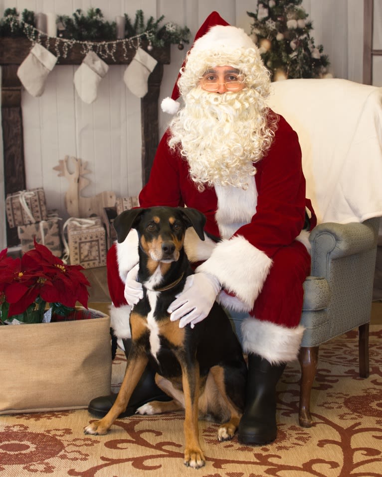 Jinx, a Doberman Pinscher and English Springer Spaniel mix tested with EmbarkVet.com