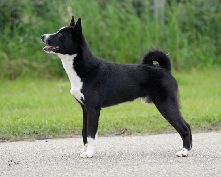 Pikki, a Karelian Bear Dog tested with EmbarkVet.com