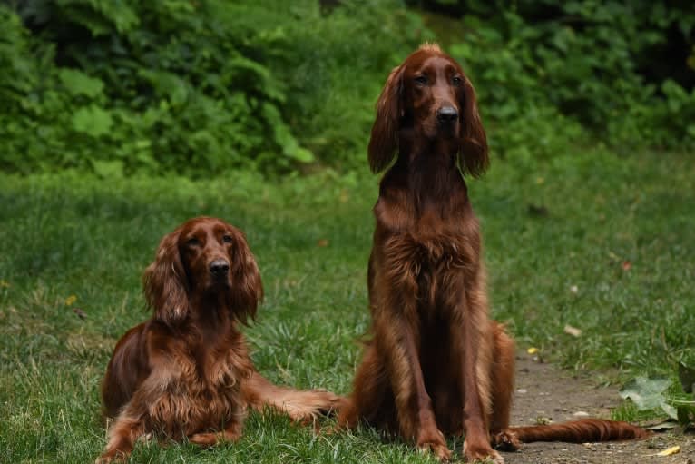 Morgan, an Irish Setter tested with EmbarkVet.com