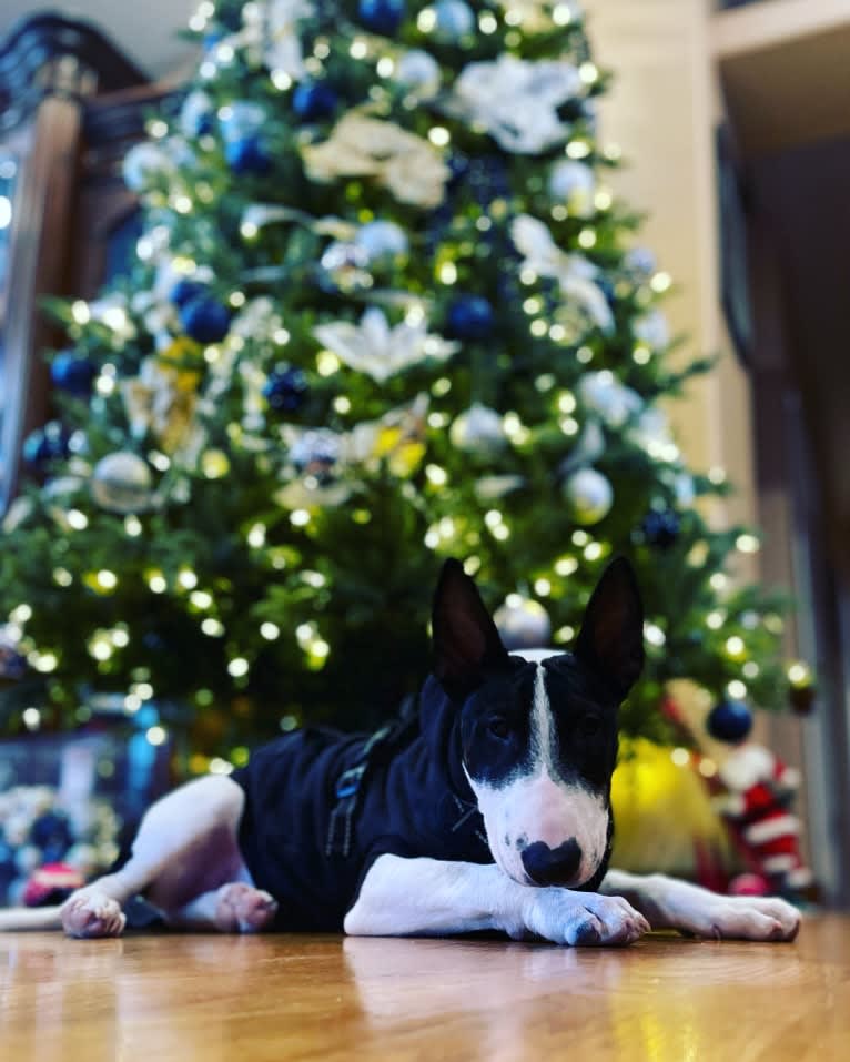 Lorenzo, a Bull Terrier tested with EmbarkVet.com