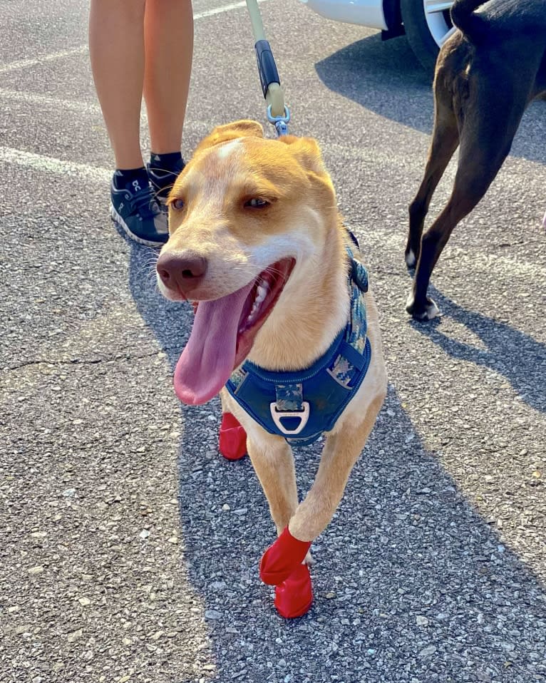 Lou, an Australian Cattle Dog and Australian Shepherd mix tested with EmbarkVet.com