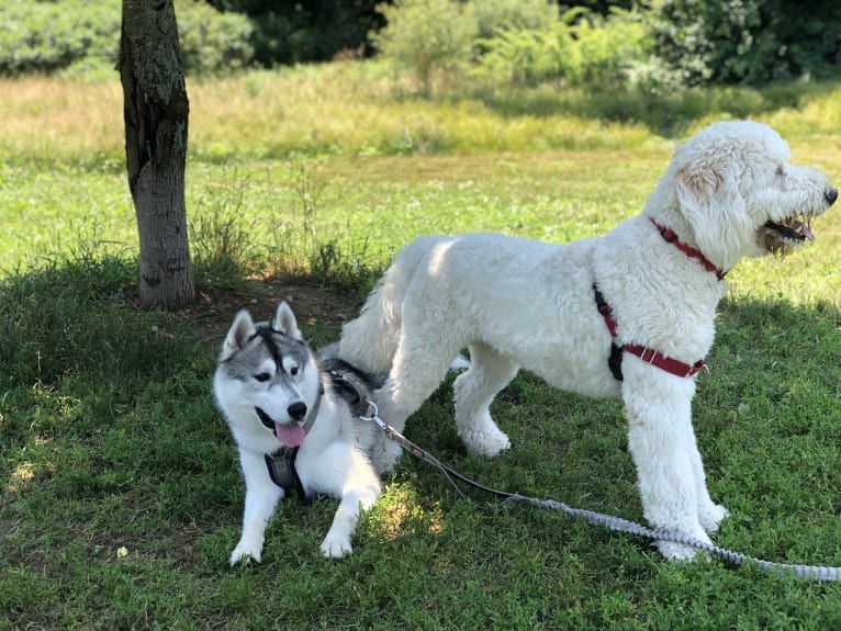 Timber, a Siberian Husky tested with EmbarkVet.com