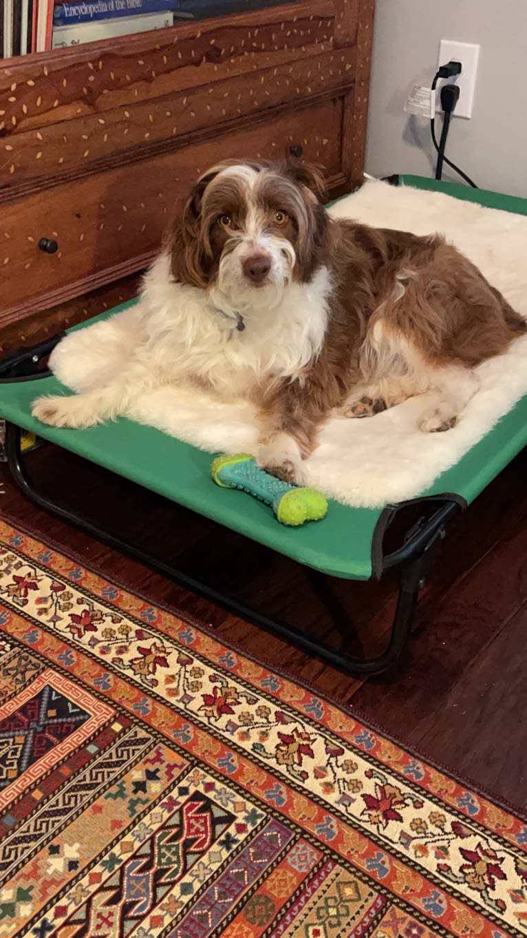 Cooper, a Poodle (Small) and Miniature/MAS-type Australian Shepherd mix tested with EmbarkVet.com