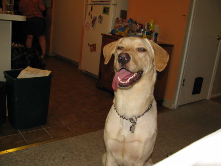 Tank, a German Shepherd Dog and Labrador Retriever mix tested with EmbarkVet.com