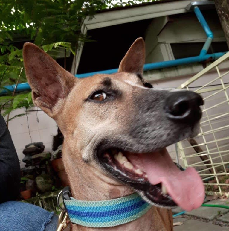 Lucky, a Southeast Asian Village Dog tested with EmbarkVet.com