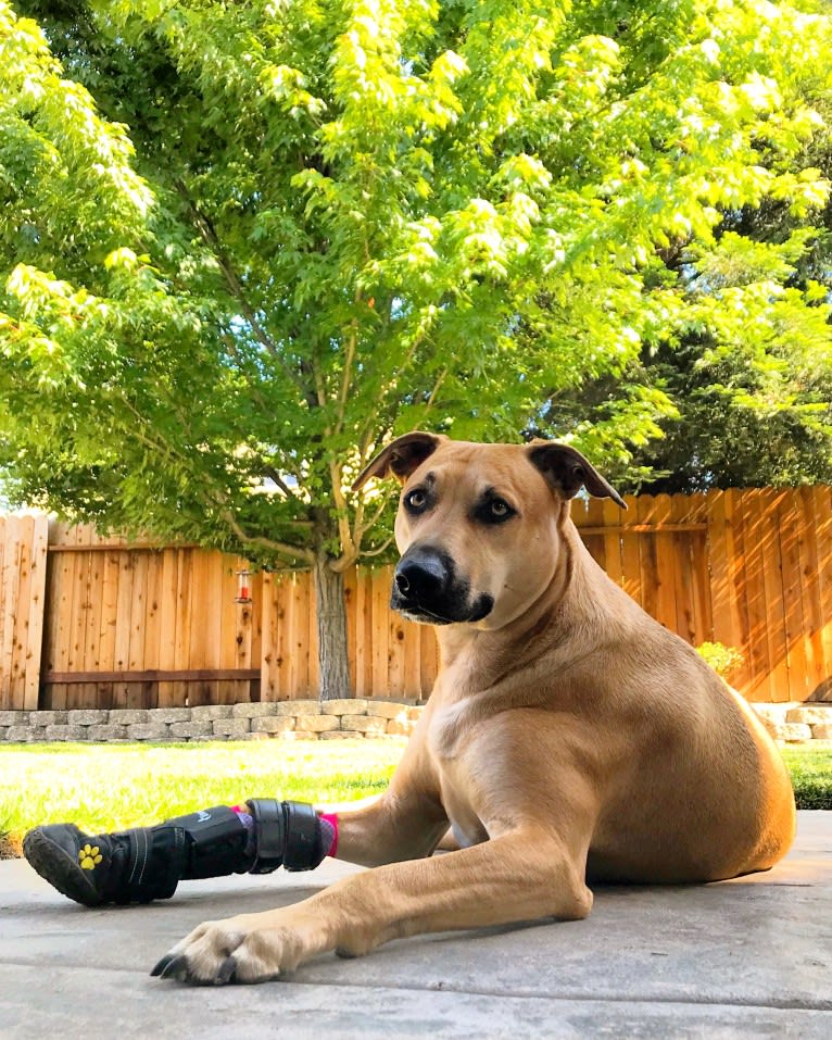 Photo of Cooper, a Catahoula Leopard Dog, Border Collie, American Pit Bull Terrier, and Greyhound mix in Modesto, California, USA