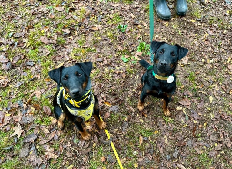 Jude, a Jagdterrier tested with EmbarkVet.com