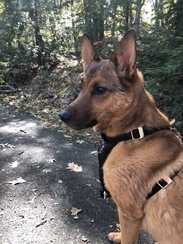 Oakley, a German Shepherd Dog and Chinese Shar-Pei mix tested with EmbarkVet.com