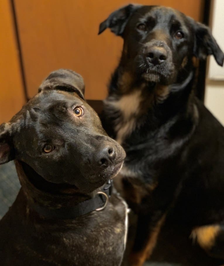 Smokey, a Labrador Retriever and Border Collie mix tested with EmbarkVet.com