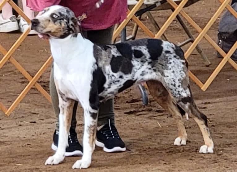 Maze, a Catahoula Leopard Dog tested with EmbarkVet.com