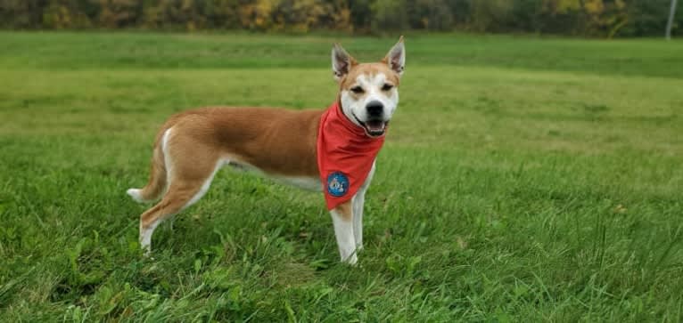 Joe, a Carolina Dog tested with EmbarkVet.com