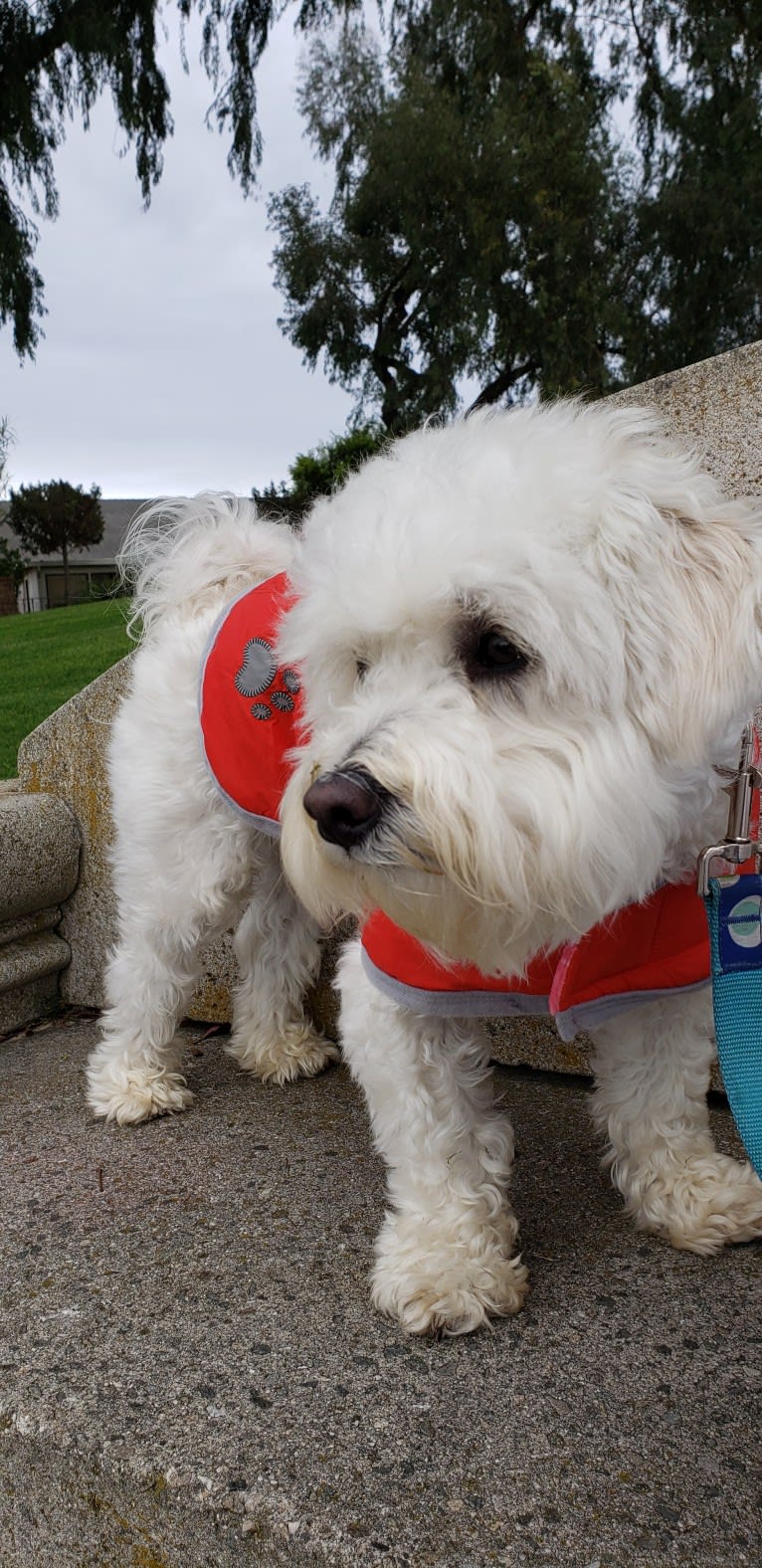 Benji, a Poodle (Small) and Bichon Frise mix tested with EmbarkVet.com