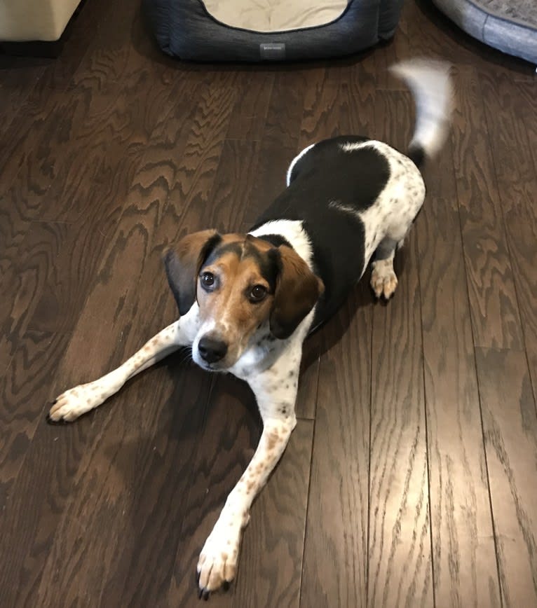 Elsie, a Beagle and Rottweiler mix tested with EmbarkVet.com