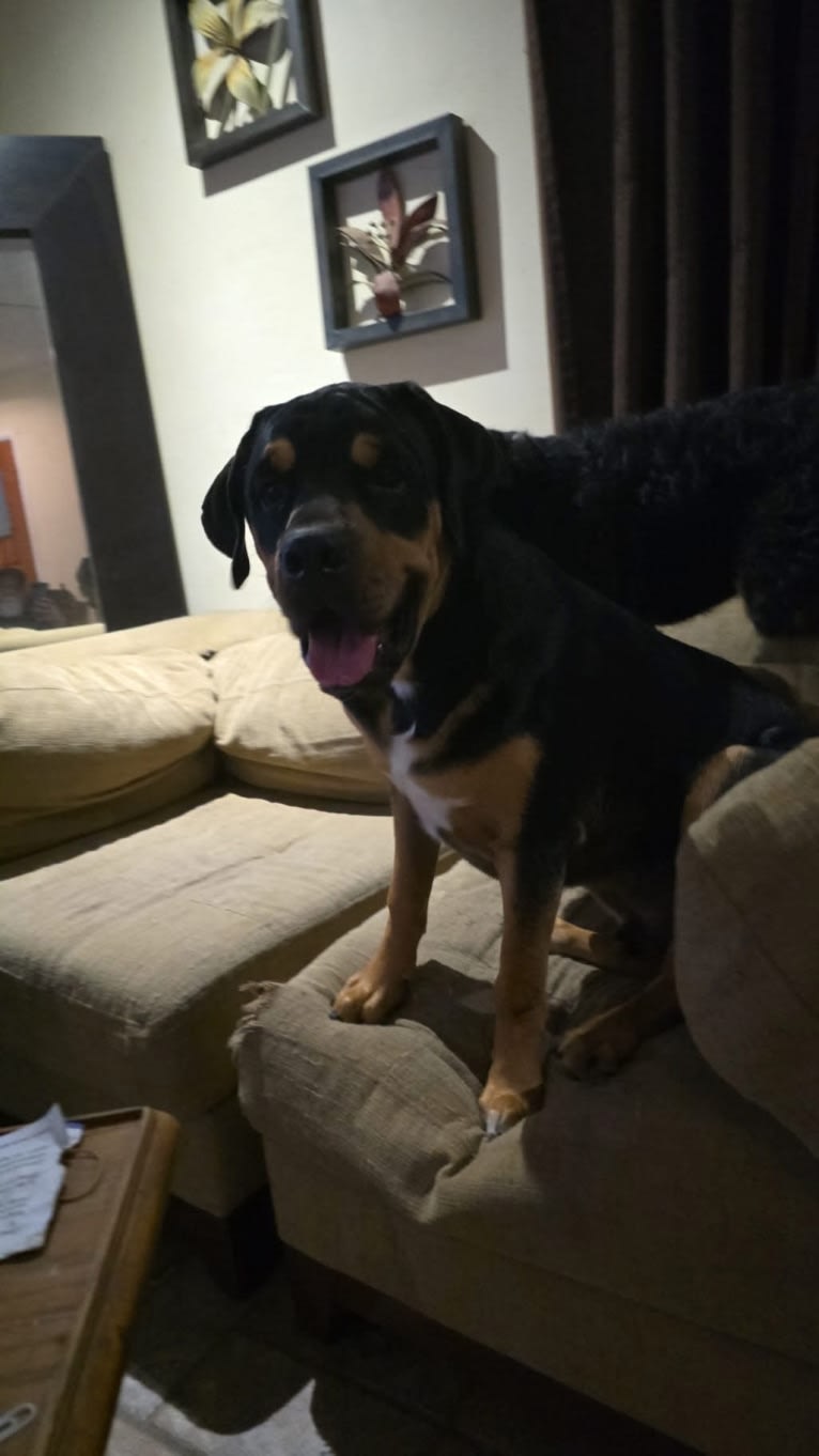 Abi, a Rottweiler and Boxer mix tested with EmbarkVet.com