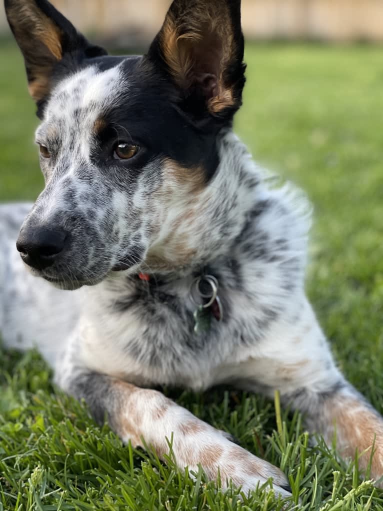 Ora, an Australian Cattle Dog and Rottweiler mix tested with EmbarkVet.com
