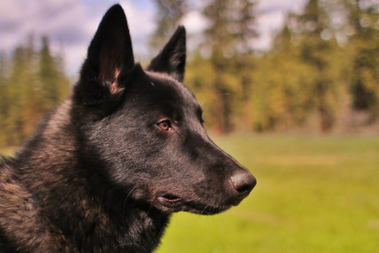 Warden, a Karelian Bear Dog and Irish Wolfhound mix tested with EmbarkVet.com