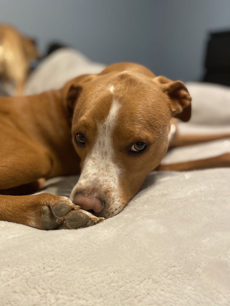 Oscar, an American Pit Bull Terrier and Dachshund mix tested with EmbarkVet.com